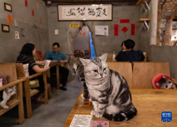 把兴趣变成事业——猫咖创业者和她的37只猫