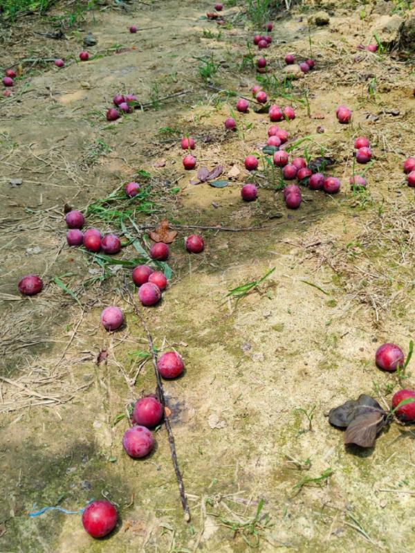 有危险!杭州街边,有人在捡这种果子吃!紧急提醒…… 有危险!杭州街边,有人在捡这种果子吃!紧急提醒……