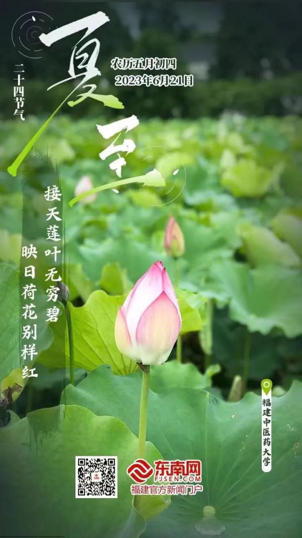 夏至已至,荷花盛放!愿你的生活也多些绽放与热情 夏至已至,荷花盛放!愿你的生活也多些绽放与热情