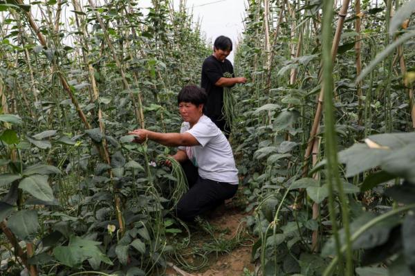 河北滦南：夏季蔬菜收获忙