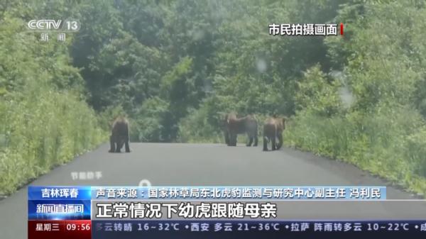 传说中的“拦路虎” 吉林珲春市民驾车偶遇东北虎一家