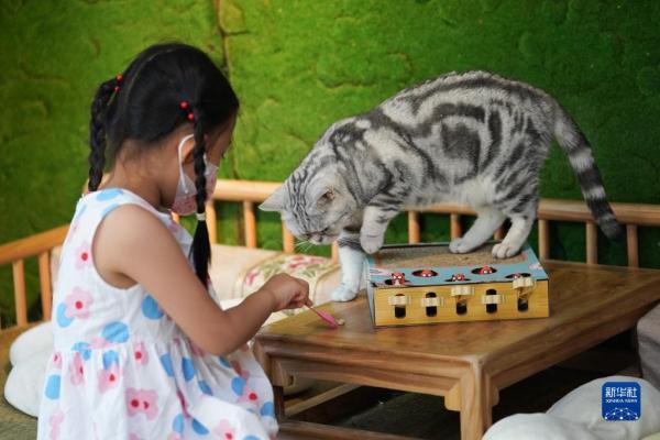 把兴趣变成事业——猫咖创业者和她的37只猫