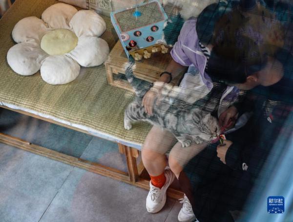 把兴趣变成事业——猫咖创业者和她的37只猫