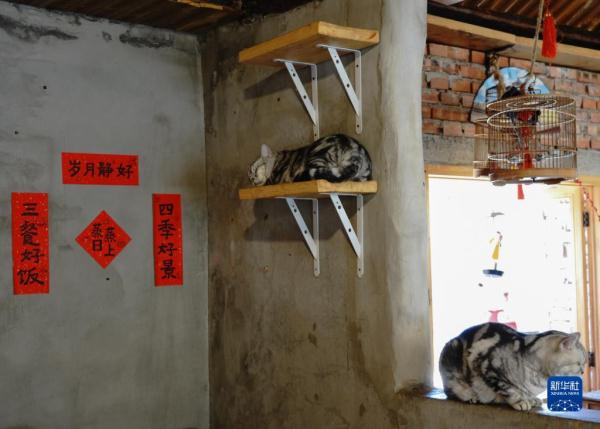 把兴趣变成事业——猫咖创业者和她的37只猫