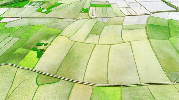 盘州：抢抓农时插秧忙 乡村景色美如画