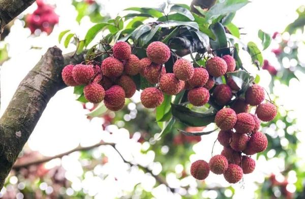 今日夏至：蝉鸣声四起，荷花红满塘