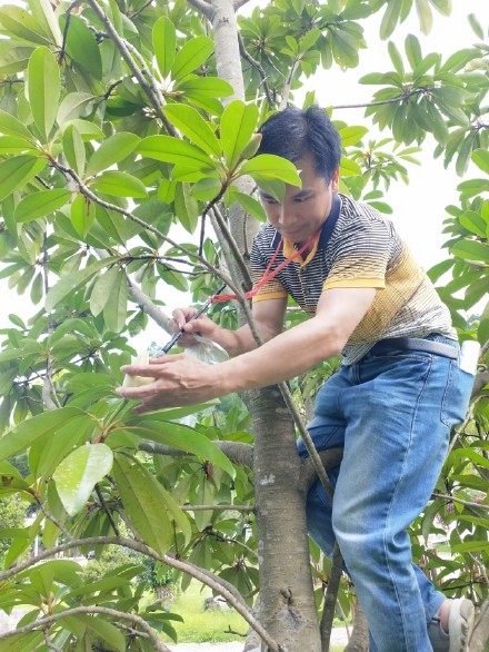 莹白如玉！南昆山极危物种长梗木莲迎来开花季