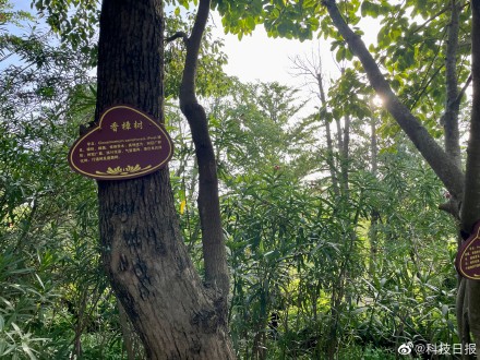 植被覆盖率60.66%！在湄洲岛看碧海蓝天金沙