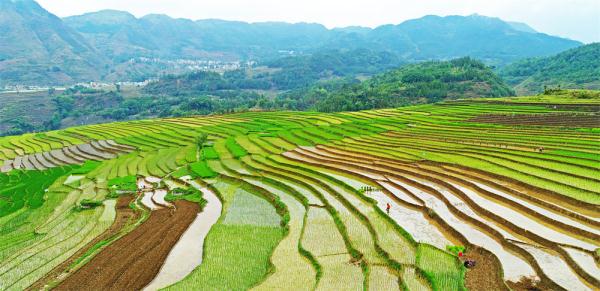 盘州：抢抓农时插秧忙 乡村景色美如画