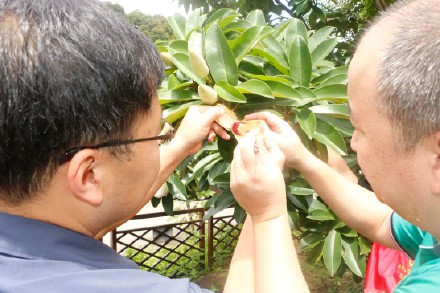 莹白如玉！南昆山极危物种长梗木莲迎来开花季