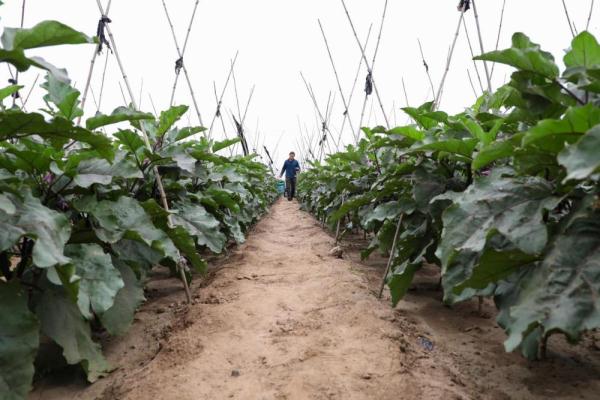 河北滦南：夏季蔬菜收获忙
