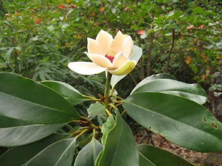 莹白如玉！南昆山极危物种长梗木莲迎来开花季