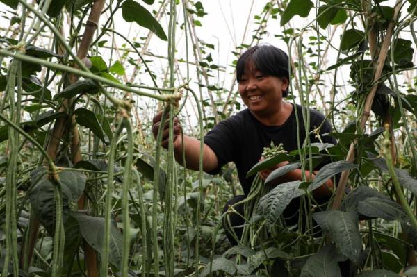 河北滦南：夏季蔬菜收获忙