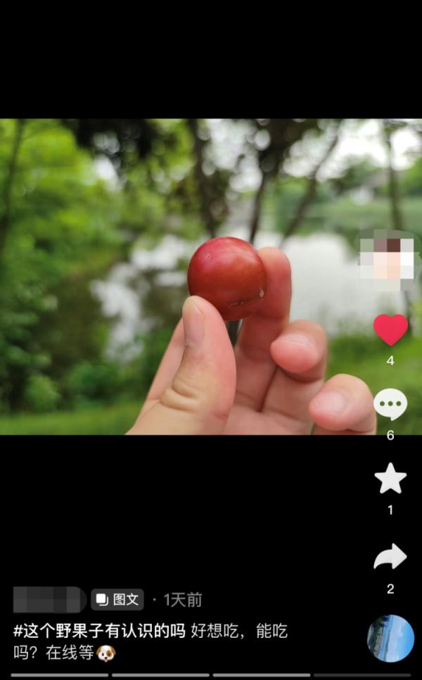 有危险!杭州街边,有人在捡这种果子吃!紧急提醒…… 有危险!杭州街边,有人在捡这种果子吃!紧急提醒……