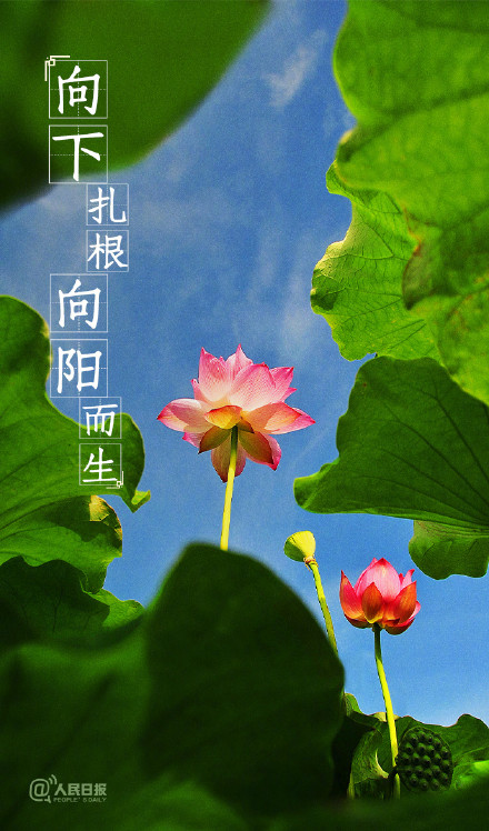 送你一组夏至壁纸愿所有美好如约而至