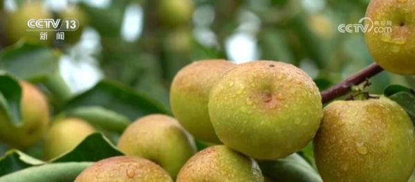 大棚冬枣抢鲜上市 “农业+旅游”融合推广“家乡好物” 大棚冬枣抢鲜上市 “农业+旅游”融合推广“家乡好物”