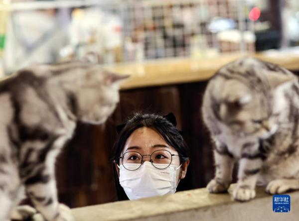 把兴趣变成事业——猫咖创业者和她的37只猫