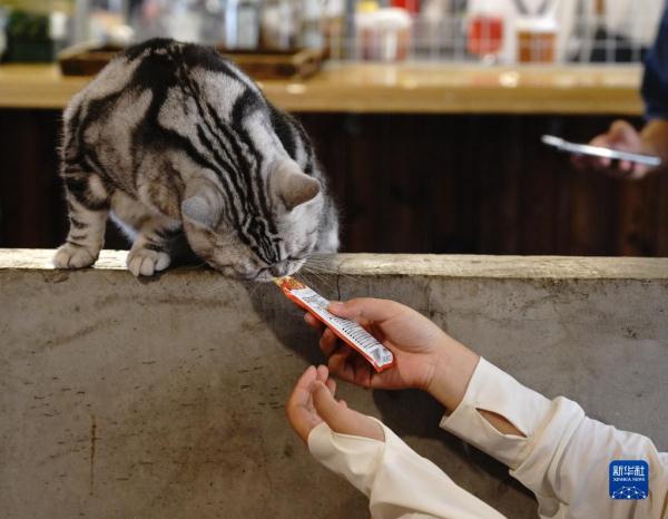 把兴趣变成事业——猫咖创业者和她的37只猫