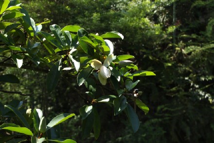 莹白如玉！南昆山极危物种长梗木莲迎来开花季