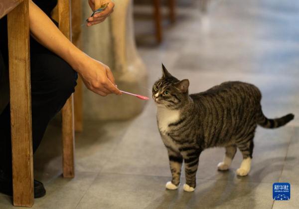 把兴趣变成事业——猫咖创业者和她的37只猫