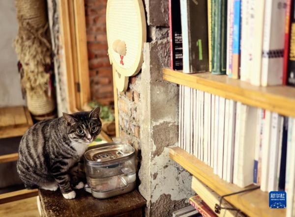 把兴趣变成事业——猫咖创业者和她的37只猫
