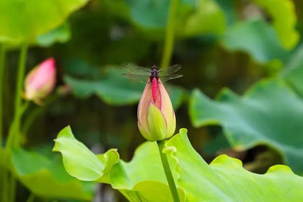 今日夏至：蝉鸣声四起，荷花红满塘