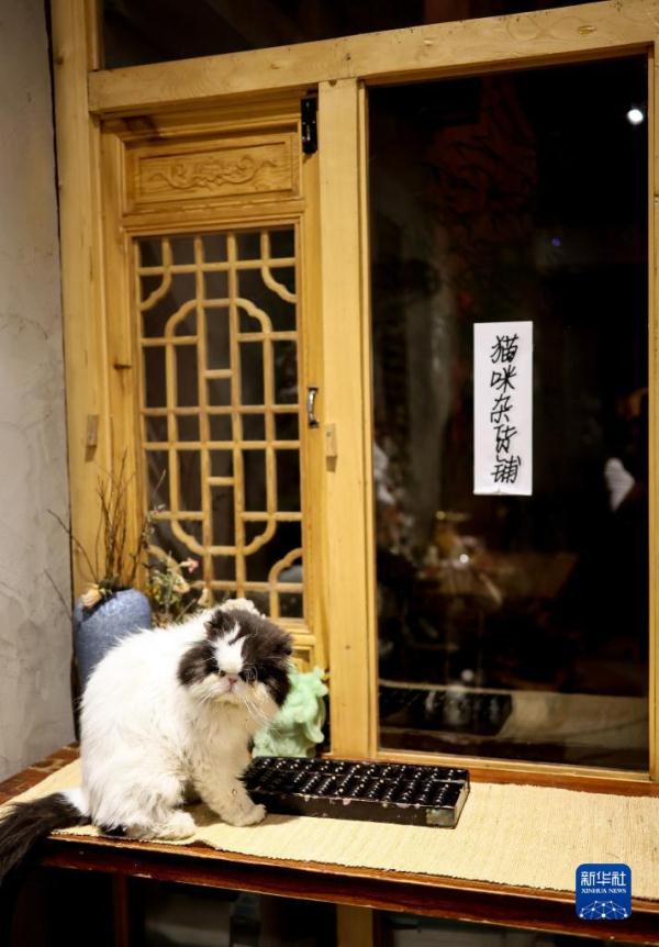 把兴趣变成事业——猫咖创业者和她的37只猫