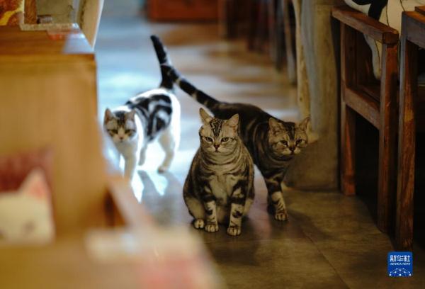把兴趣变成事业——猫咖创业者和她的37只猫
