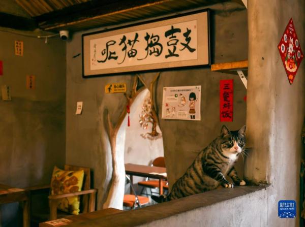 把兴趣变成事业——猫咖创业者和她的37只猫