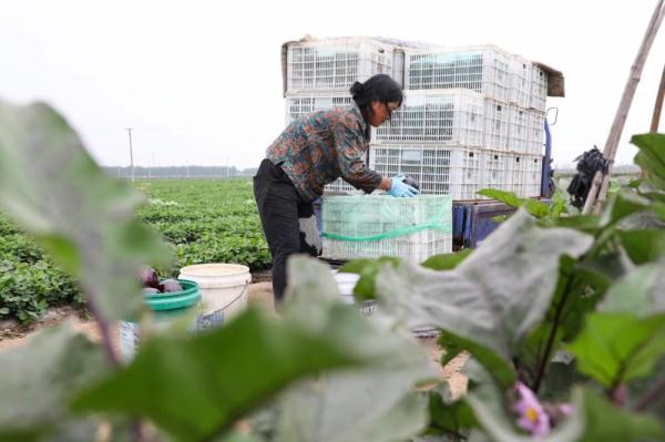河北滦南：夏季蔬菜收获忙