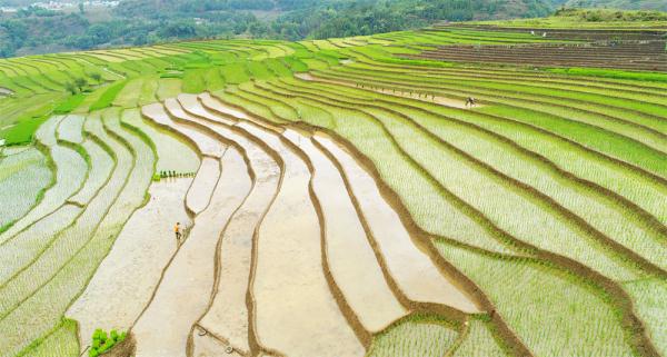 盘州：抢抓农时插秧忙 乡村景色美如画