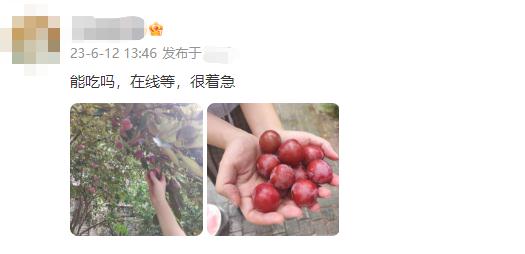 有危险!杭州街边,有人在捡这种果子吃!紧急提醒…… 有危险!杭州街边,有人在捡这种果子吃!紧急提醒……