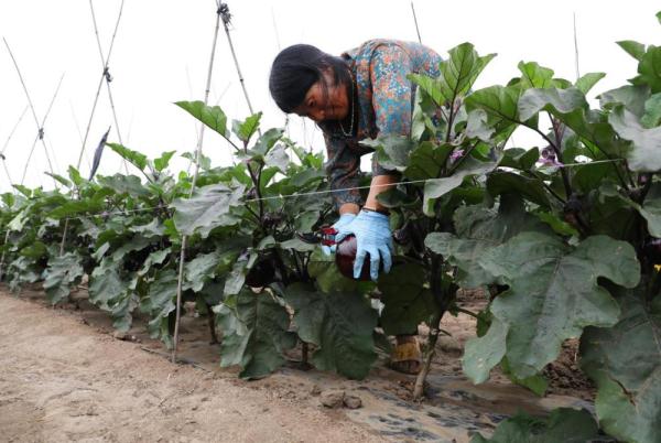 河北滦南：夏季蔬菜收获忙