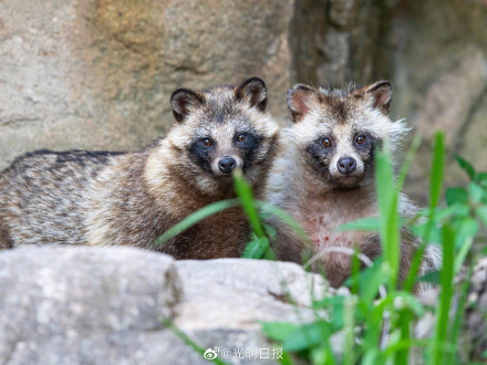 城市与野生动物应寻求共存