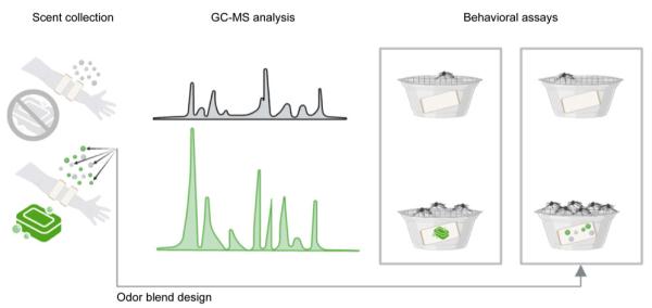 O型血招蚊子？错，用这种方法改变你的招蚊体质
