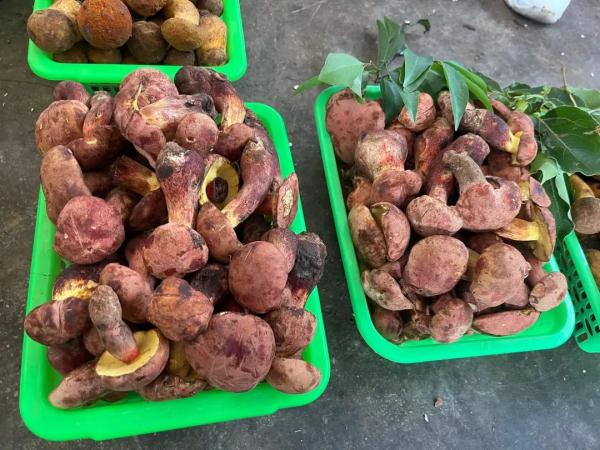 大量上市，价格大降！每天50吨进入昆明……