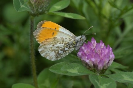 重庆蝴蝶纪录上新 此蝶颜值超高 重庆蝴蝶纪录上新 此蝶颜值超高
