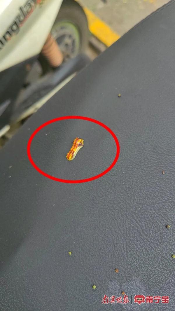 警惕！夏季户外小虫子“空降”，已有南宁市民中招，医生提醒→