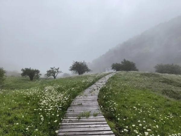 重庆蝴蝶纪录上新，此蝶颜值超高