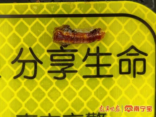 警惕！夏季户外小虫子“空降”，已有南宁市民中招，医生提醒→