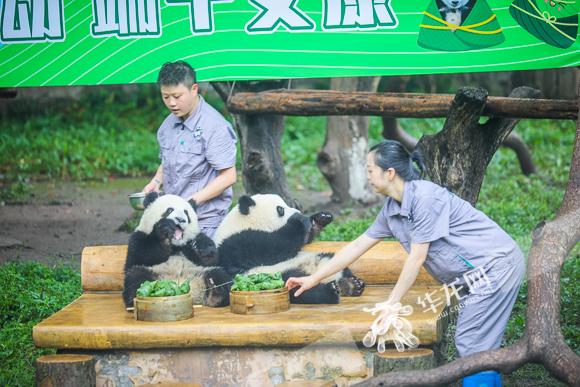 看重庆动物园萌兽花样过端午！它们也吃上了粽子大餐