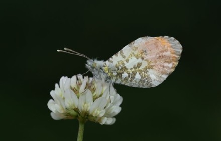 重庆蝴蝶纪录上新 此蝶颜值超高 重庆蝴蝶纪录上新 此蝶颜值超高