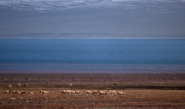 与太阳赛跑:巡山队穿越可可西里无人区的“汽车拉力赛” 与太阳赛跑:巡山队穿越可可西里无人区的“汽车拉力赛”
