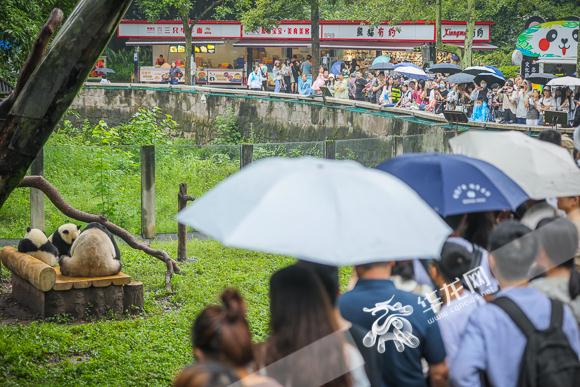 看重庆动物园萌兽花样过端午！它们也吃上了粽子大餐