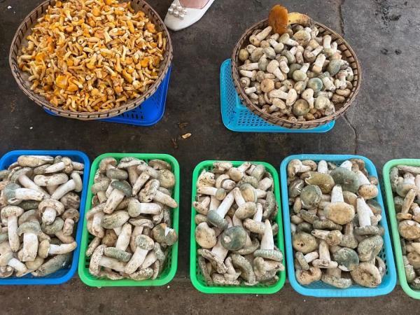 大量上市，价格大降！每天50吨进入昆明……