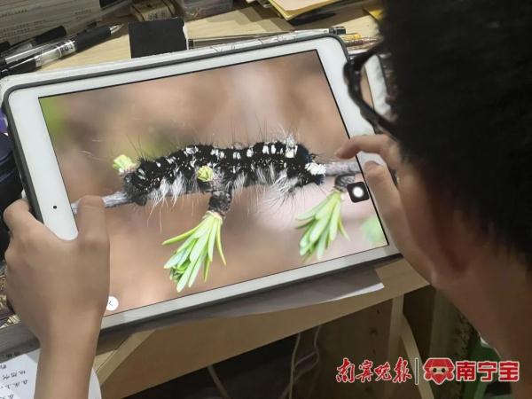 警惕！夏季户外小虫子“空降”，已有南宁市民中招，医生提醒→