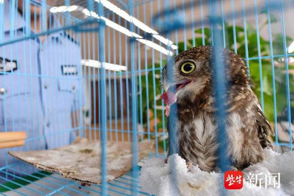 保护动物猫头鹰受伤，警民接力暖心救助