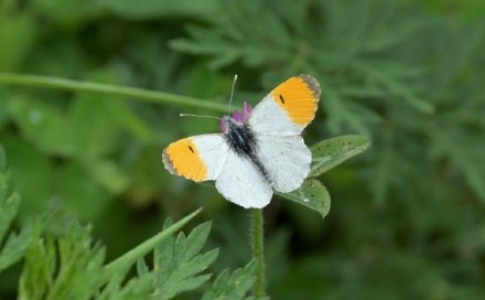 重庆蝴蝶纪录上新 此蝶颜值超高 重庆蝴蝶纪录上新 此蝶颜值超高