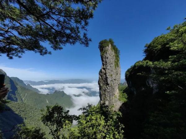 重庆蝴蝶纪录上新，此蝶颜值超高
