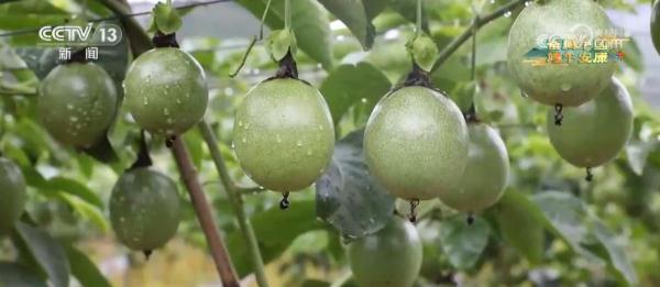 打造“果旅融合”新路径 小小百香果成为“致富果”“幸福果” 打造“果旅融合”新路径 小小百香果成为“致富果”“幸福果”